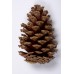 LOBLOLLY PINE CONE 3"-4"-OUT OF STOCK